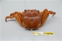 藏品(白紋方蟹)的圖片